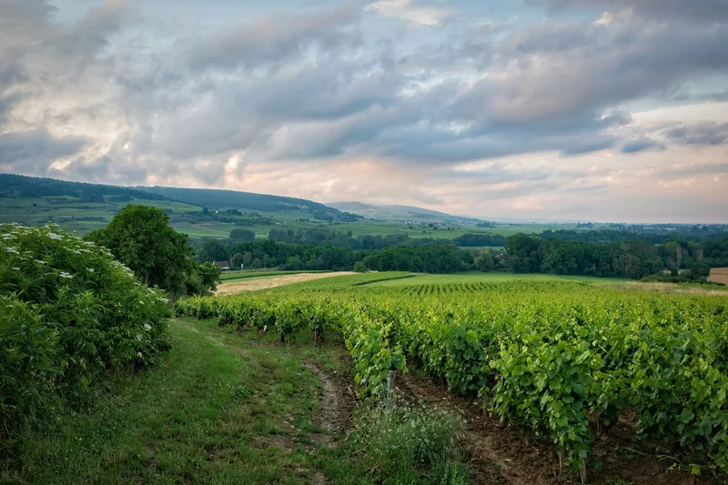 Fine de Bourgogne Hors d'Age - 1999 - Didier Meuzard
