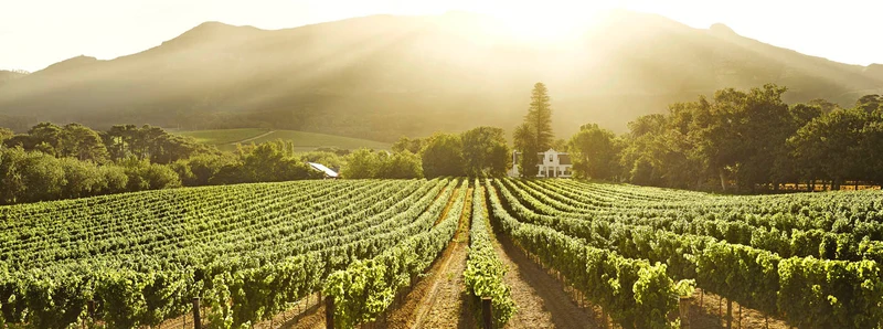 Constantia 1769 - 2013 - Domaine Buitenverwachting