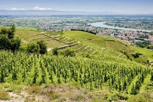 Crozes-Hermitage - 2006 - Domaine de Thalabert