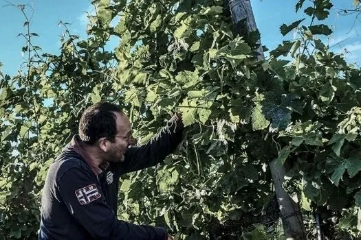 Crozes Hermitage Le Rouvre - 2021 - Domaine Yann Chave