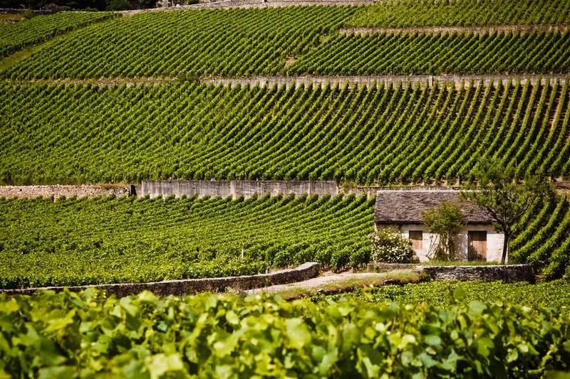 Meursault 1er Cru Les Gouttes d'Or - 2012 - Bouchard Père & Fils