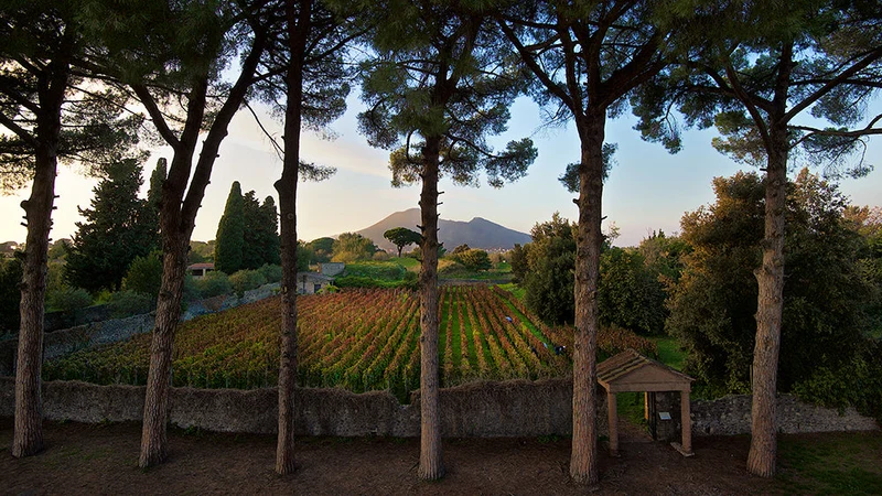 Taurasi Radici - 2012 - Domaine Mastroberardino