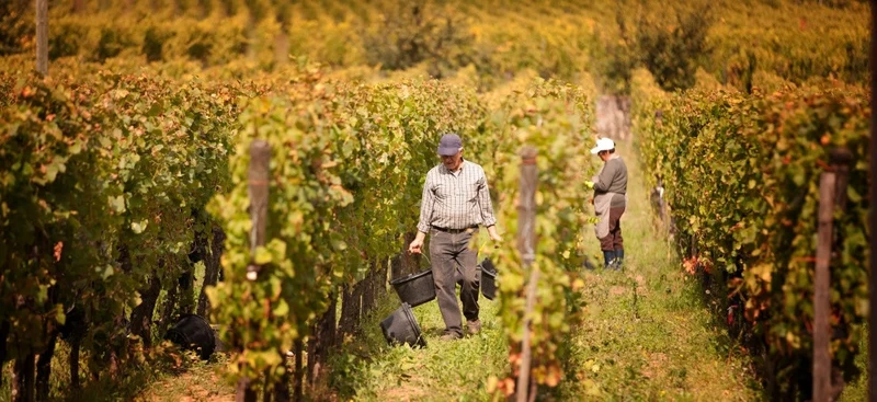 Alsace Pinot Gris Altenbourg - 2023 - Domaine Weinbach