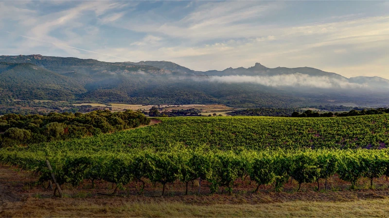 Magnum Vin de France rouge - 2024 - Tarra di Sognu
