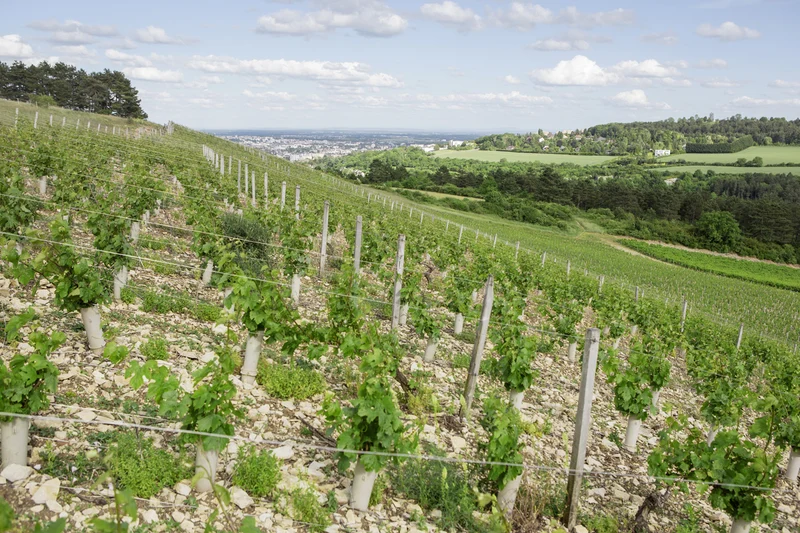 Bourgogne Monopole rouge - 2024 - Domaine de la Cras