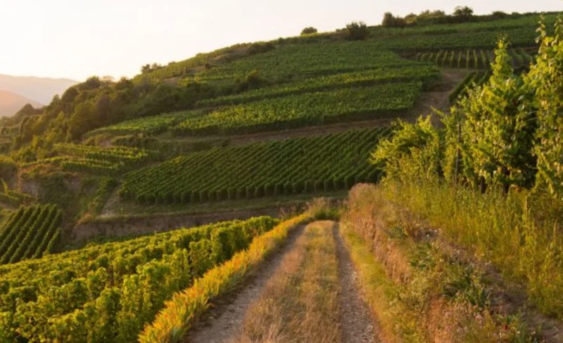 Alsace Pinot Noir Clos Saint Landelin Monopole - 2023 - Domaine Muré