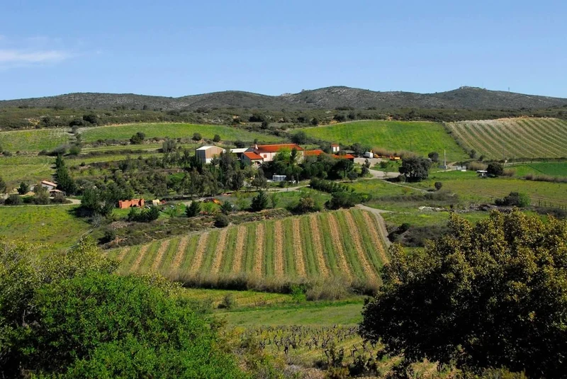 Côtes Catalanes Vieilles Vignes blanc - 2022 - Domaine Gauby