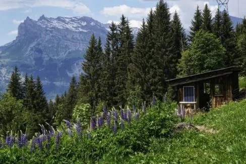 Gin du Mont Blanc - Distillerie Saint Gervais