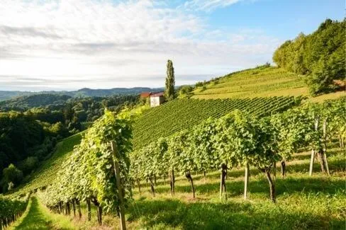 Corton Grand Cru le Rognet - 2011 - Maison Camille Giroud