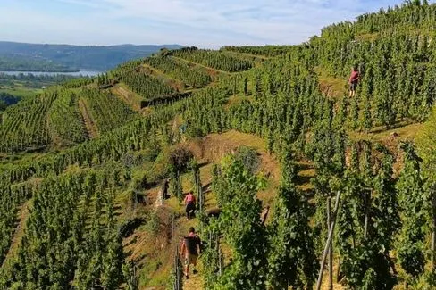 Condrieu DePoncins - 2022 - Domaine François Villard
