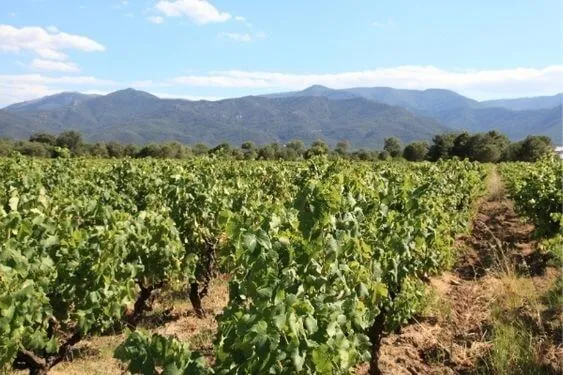 Clos Lalfert - 2011 - Clos Lalfert