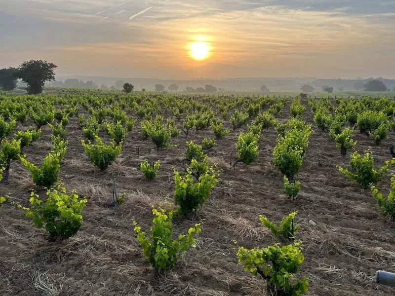 Châteauneuf-du-Pape rouge Montplaisir - 2013 - domaine Julien Masquin