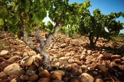 Châteauneuf-du-Pape - 2021 - Clos des Papes