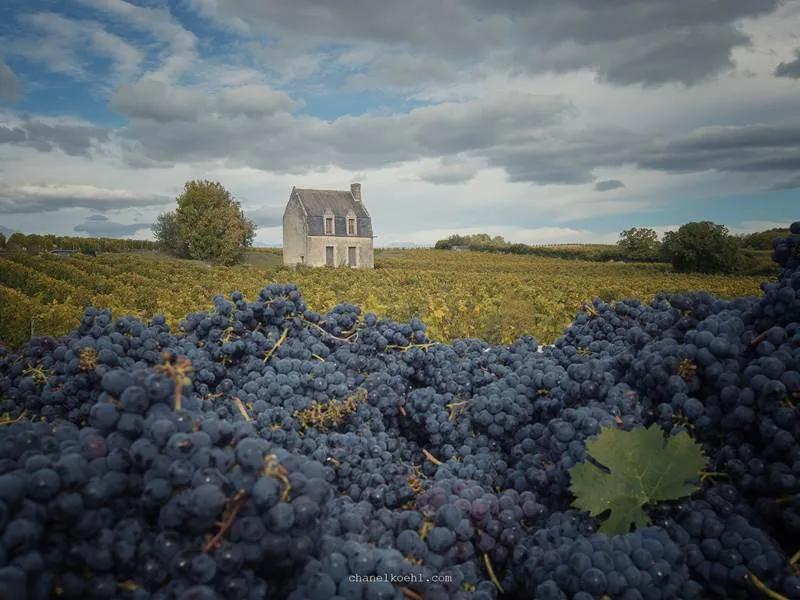 Chinon Millésime Sacha - 2018 - Pierre et Bertrand Couly