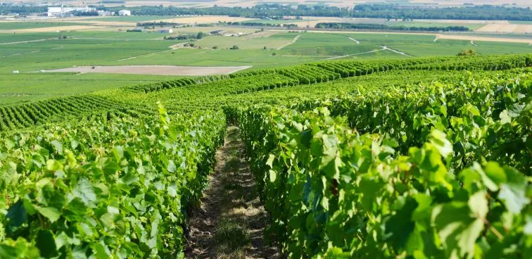 Champagne Jacques Lassaigne Brut - NM - Maison Jacques Lassaigne