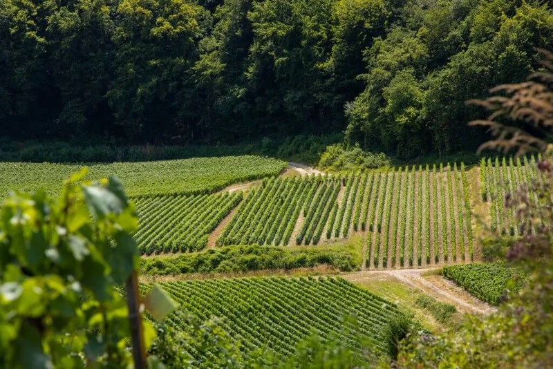 Champagne Guillaume Selosse Largillier - SA - Champagne Guillaume S.