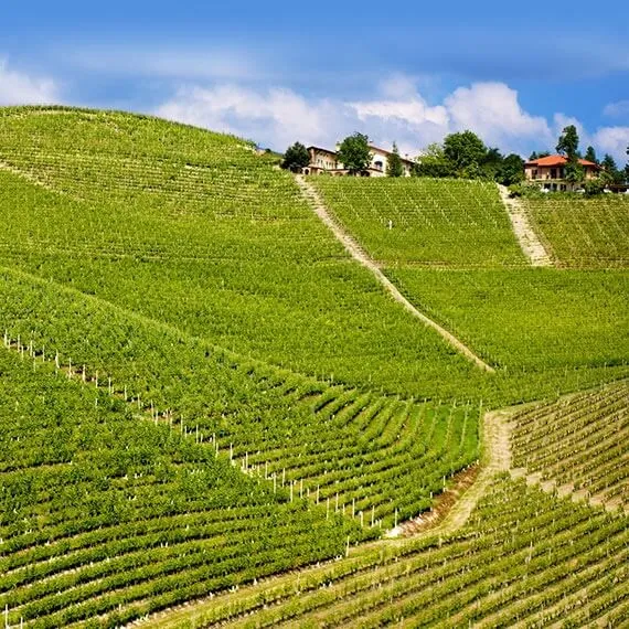 Langhe Freisa - 2012 - La Tenuta Bricco Boschis