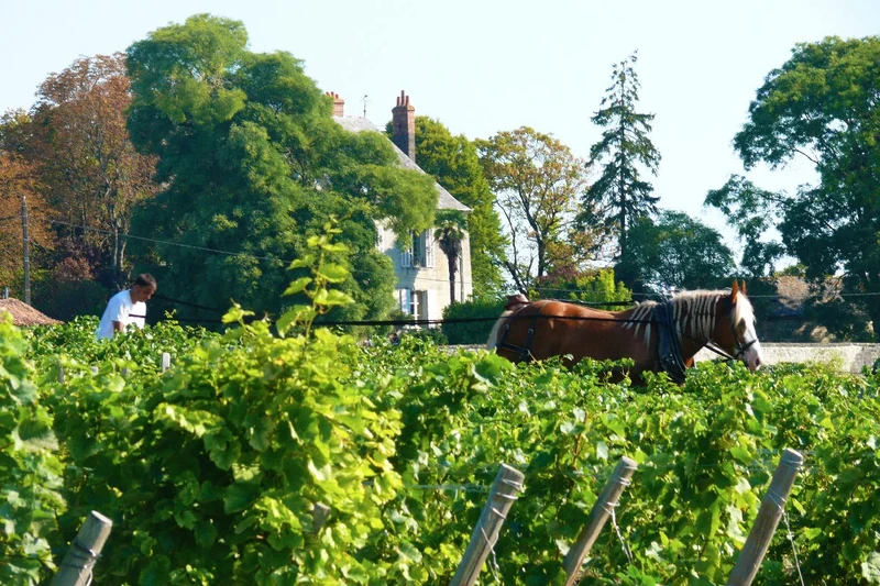 Saumur Haie Nardin - 2023 - Clos de l'Écotard