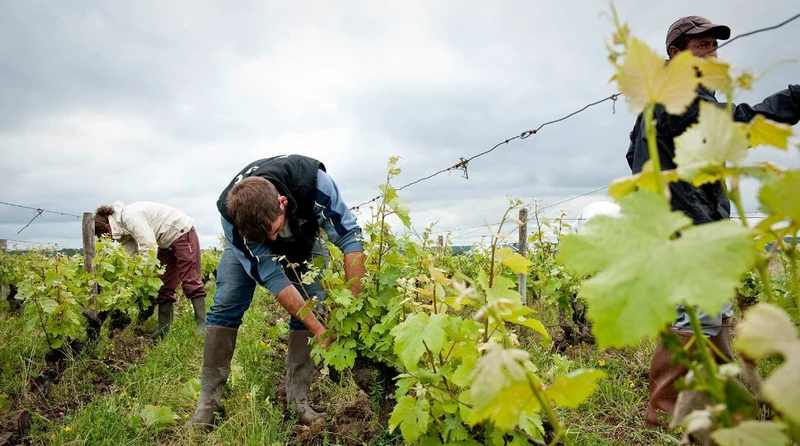 Montlouis sur Loire Sec Clos de la Frelonnerie Monopole - 2022 - Clos de la Frelonnerie