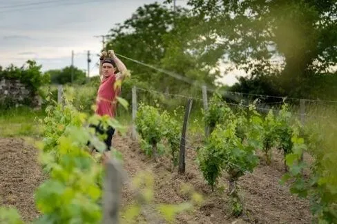 Saumur blanc - 2024 - Brendan Stater-West