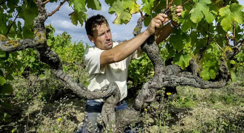 Vin de France Les Onglés - 2023 - Domaine Stéphane Bernaudeau
