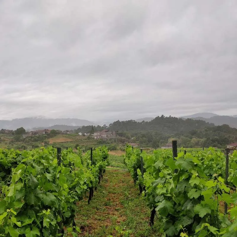 Mixtura Blanco - 2021 - Domaine Mixtura
