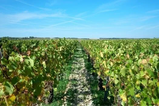 Chablis Premier Cru Montée de Tonnerre - 2014 - Domaine Christophe et Fils