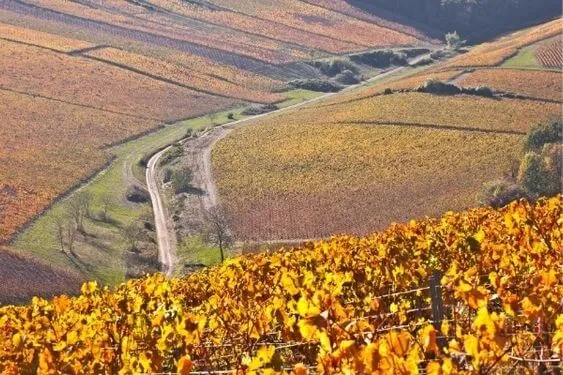 Chablis 1er Cru "La Forest" - 2015 - Domaine Vincent Dauvissat