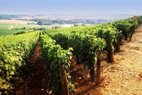 Chablis 1er Cru Montmains - 2015 - Domaine Moreau-Naudet
