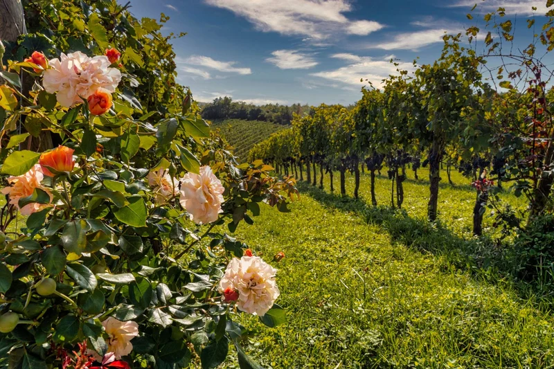 Brunello di Montalcino - 2013 - Azienda Agricola Le Ragnaie