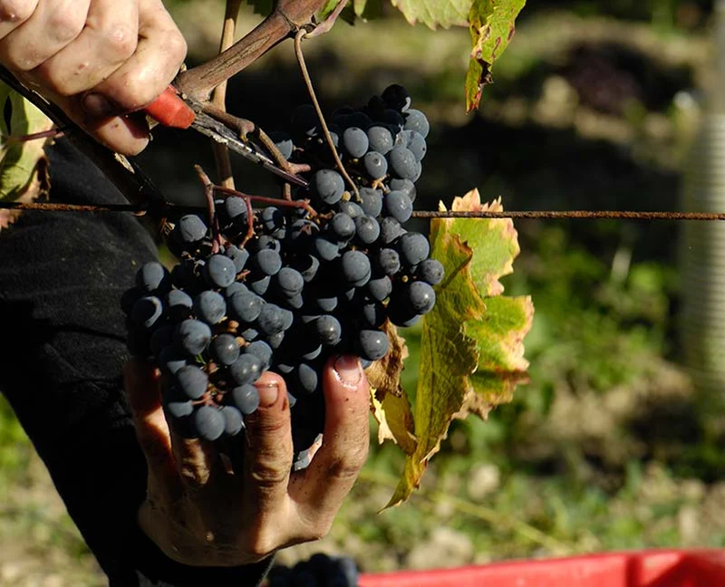 Bourgueil Galichets - 2015 - Domaine de la Chevalerie
