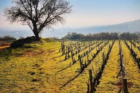 Bourgogne - 2016 - Domaine Morey-Coffinet