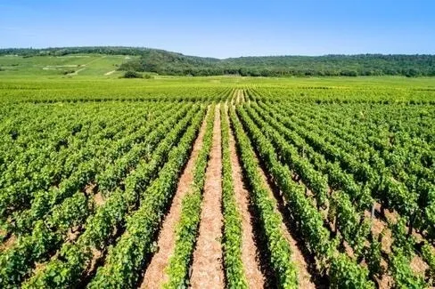 Beaune Les Beaux Fougets - 2015 - Domaine Rodolphe Demougeot