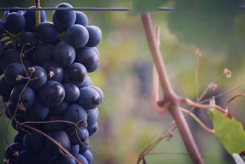 Barolo Castiglione - 2012 - Vietti