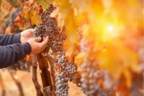 Barolo - 2017 - Azienda Agricola Elio Altare