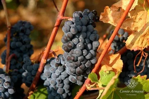 Auxey-Duresses 1er Cru - 2020 - Domaine Comte Armand