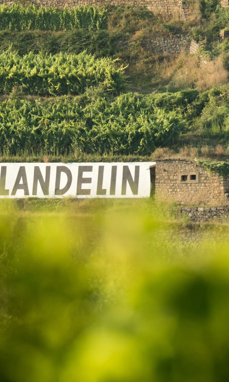 Alsace Pinot Noir V - 2017 - Domaine du Clos Saint Landelin