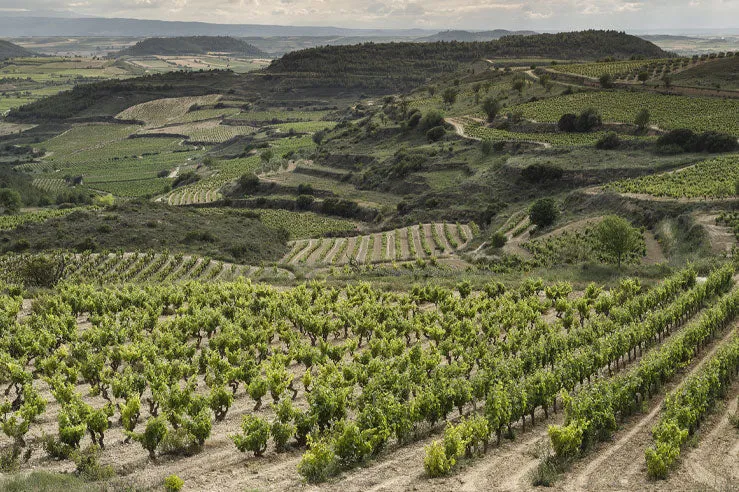 Rioja Macan - 2018 - Bodegas Benjamin de Rotschild & Vega Sicilia