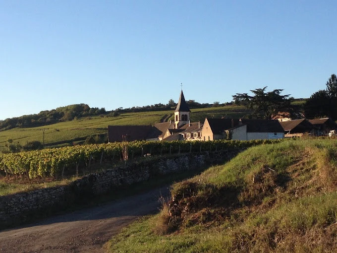 Santenay blanc - 2022 - Domaine Bertrand Bachelet