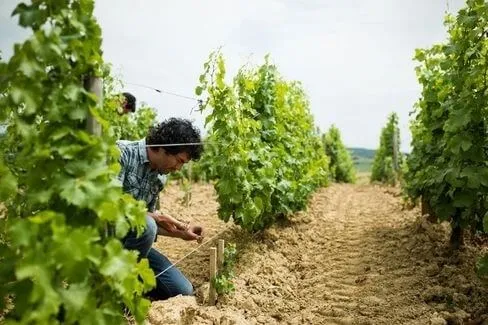 Sancerre Monoparcelle 469 - 2021 - Domaine Claude Riffault