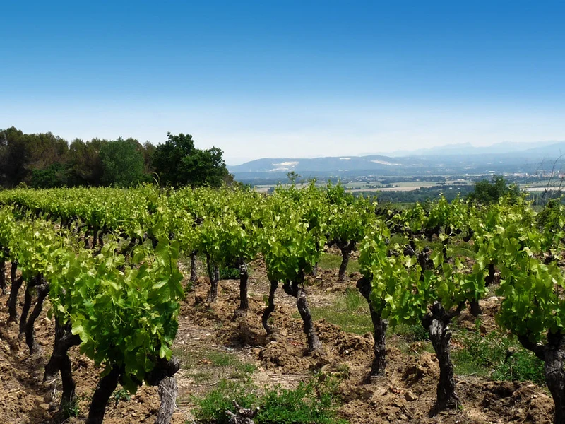 Vin de France Miocène des Accoles - 2018 - Domaine des Accoles