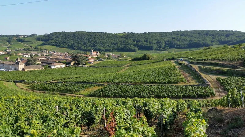 Pouilly-Fuissé 1er Cru Le Clos Monopole - 2020 - Château-Fuissé