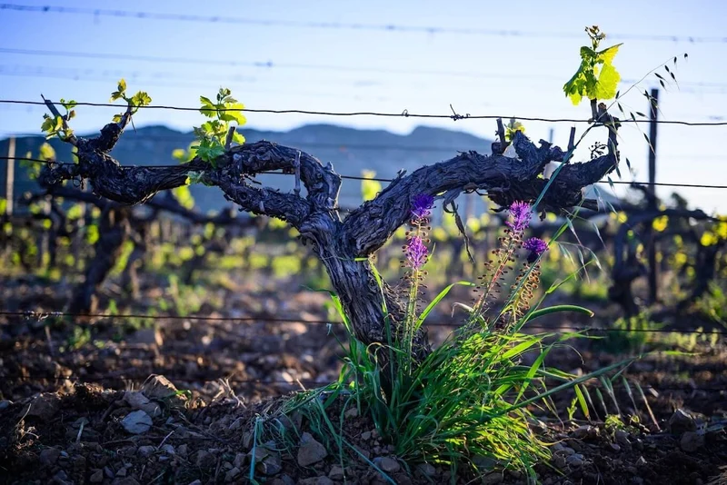 Pic Saint Loup Spoutnik - 2020 - Clos des Reboussiers