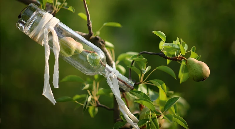 Oli' Gin L'Olive Gin - SA - Manguin En Provence