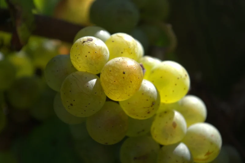 Muscadet Sèvre et Maine sur lie Coup de Foudre - 2016 - Domaine de la Fessardière