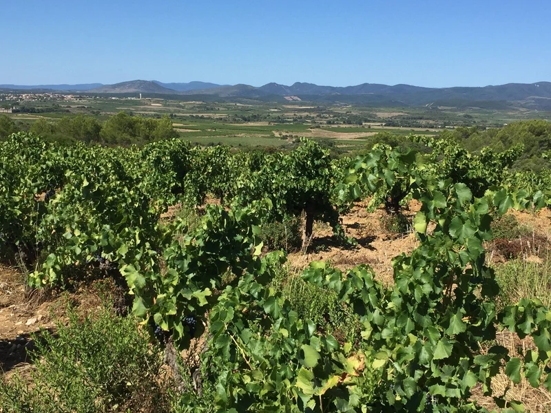 Vin de France Samsó Seulle - 2018 - Frédéric Brouca
