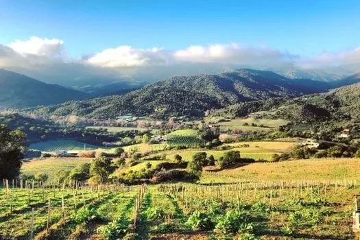 Vin de France Diplomate d'Empire - 2017 - Domaine Comte Abbatucci
