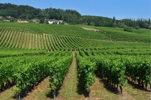 Vin de Pays Suisse Orion - 2017 - La Maison du Moulin