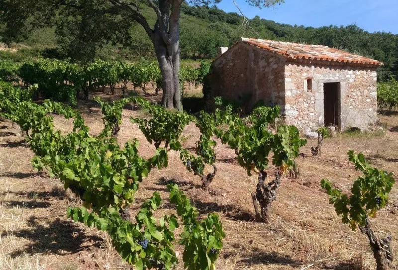 Terrasses du Larzac Autour de Jonquières - 2017 - Mas Jullien