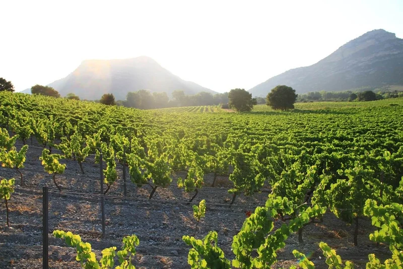 Patrimonio - 2007 - Domaine Yves Leccia